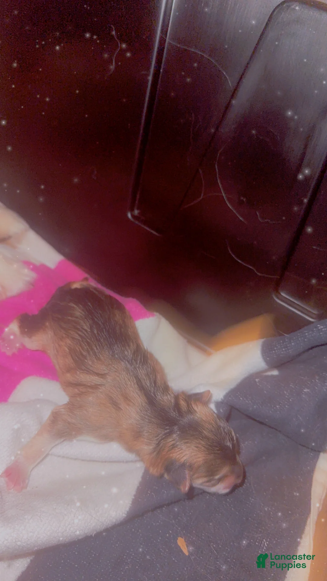 Mixed Breed dogs for sale: Twin - Ad 4