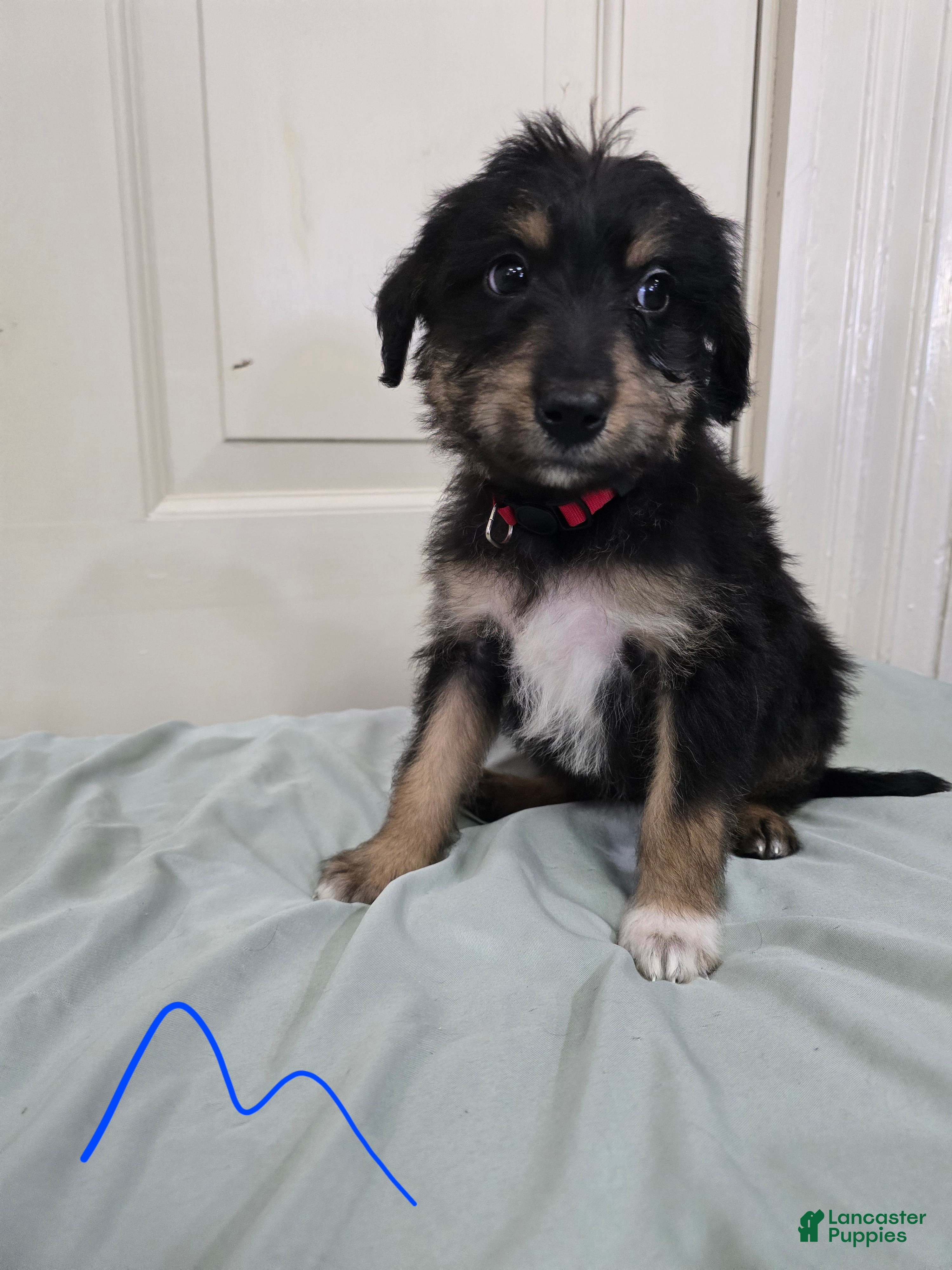 Mixed Breed dogs Red collar - Ad 2