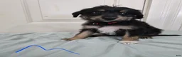 Mixed Breed dogs for sale: Red collar - Ad 1