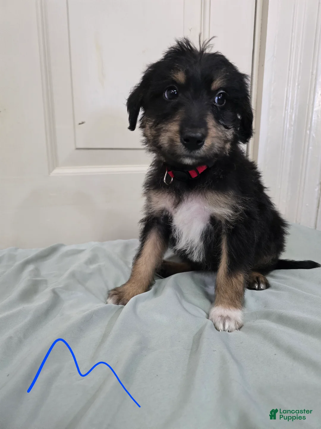 Mixed Breed dogs for sale: Red collar - Ad 1
