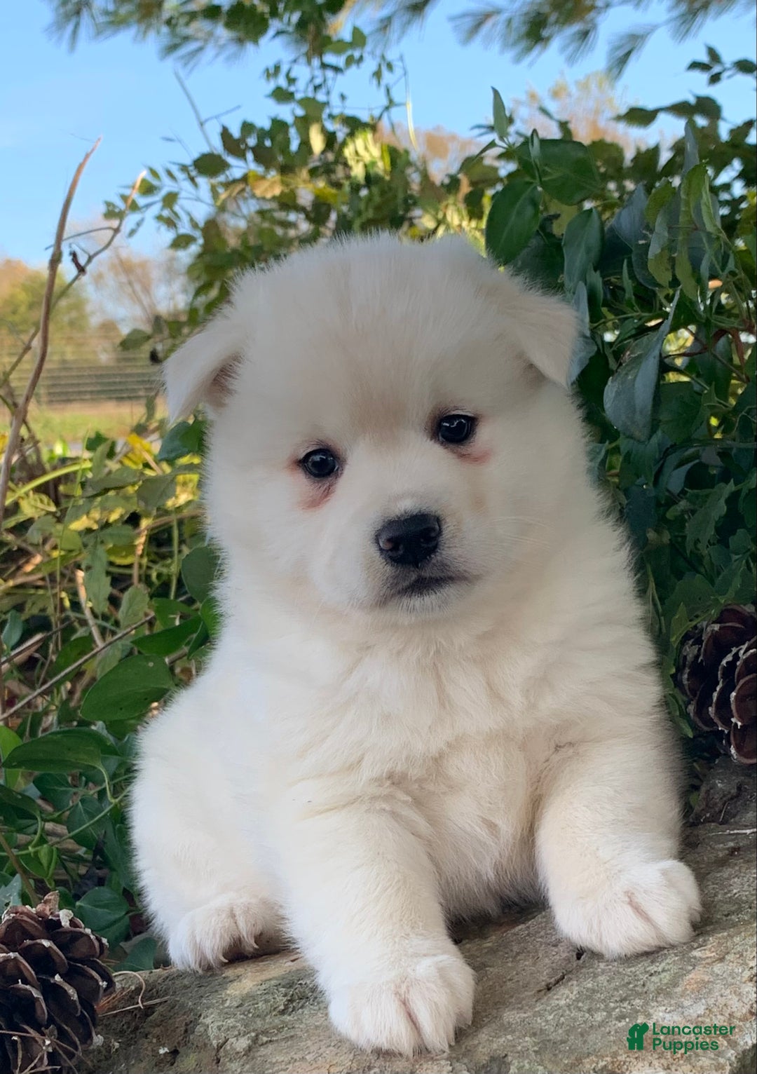 Alaskan Klee Kai dogs for sale: Winter~ Gorgeous Loving Boy~!!! - Ad 13