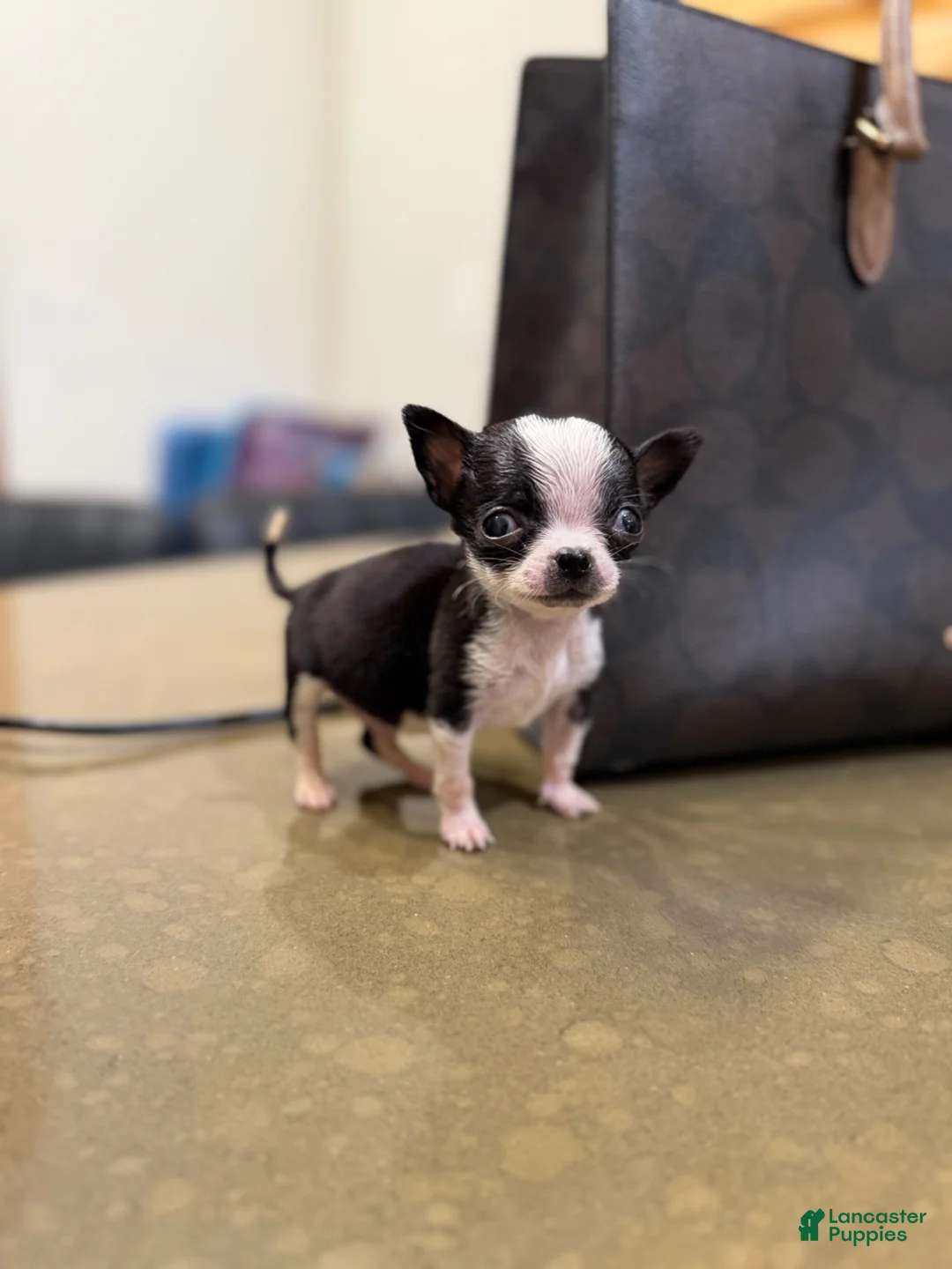 Chihuahua dogs for sale: MICRO TEACUP RARE  - Ad 1