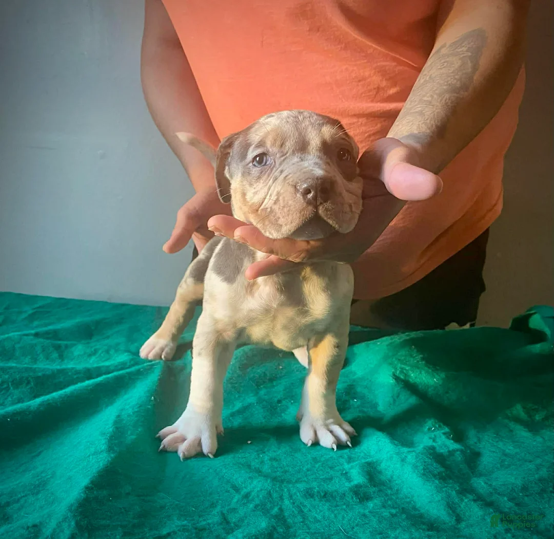 American Bully dogs for sale: American Bully Puppy 3 - Ad 2