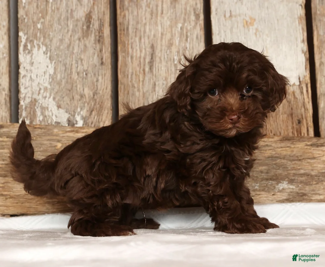 Havapoo dogs for sale: Dakota - Ad 3