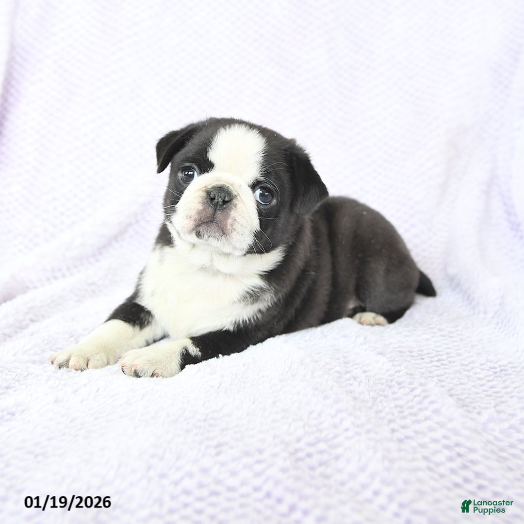 Pug dogs for sale: Willow - Ad 4