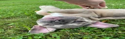 French Bulldog dogs for sale: Paisley  - Ad 6