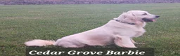 Golden Retriever dogs for sale: Flint  - Ad 5