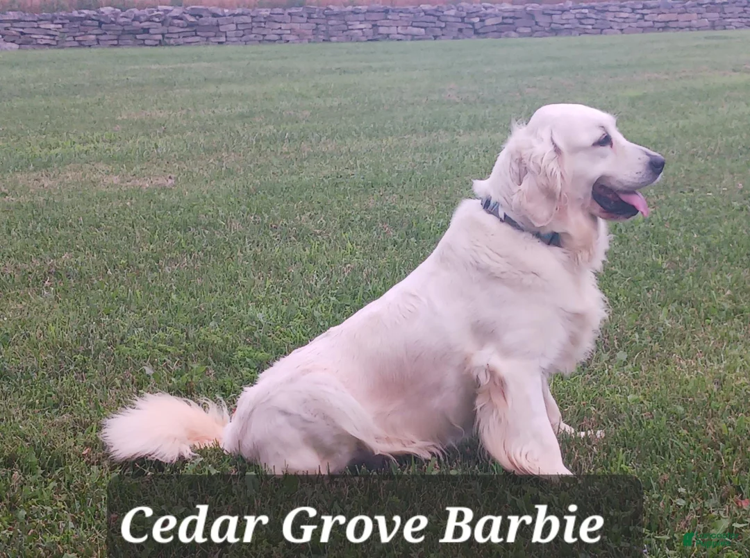Golden Retriever dogs for sale: Flint  - Ad 5