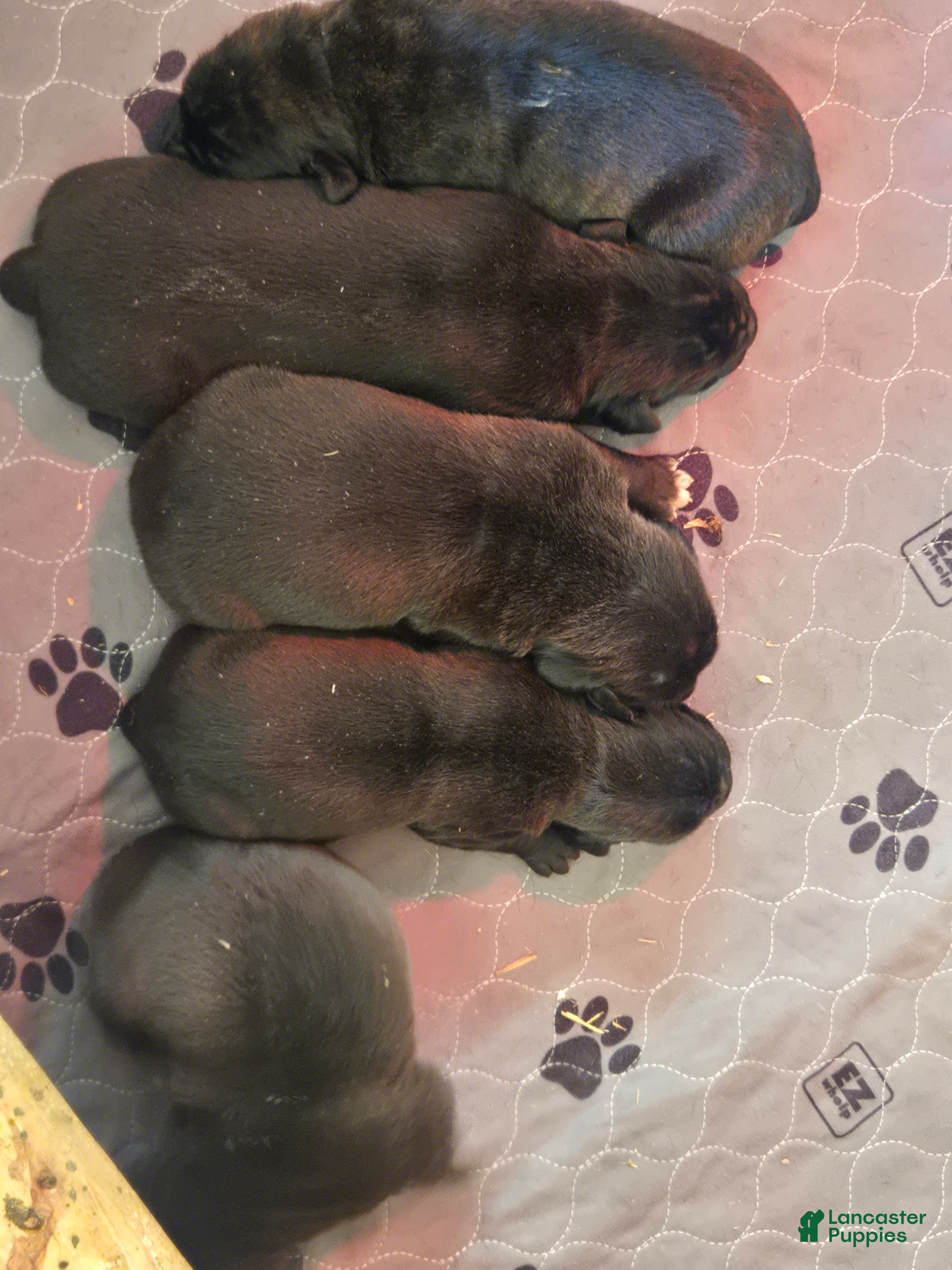 Cane Corso dogs for sale: Cane Corso Puppy 4 - Ad 4