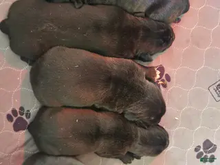 Cane Corso dogs for sale: Cane Corso Puppy 4 - Ad 4