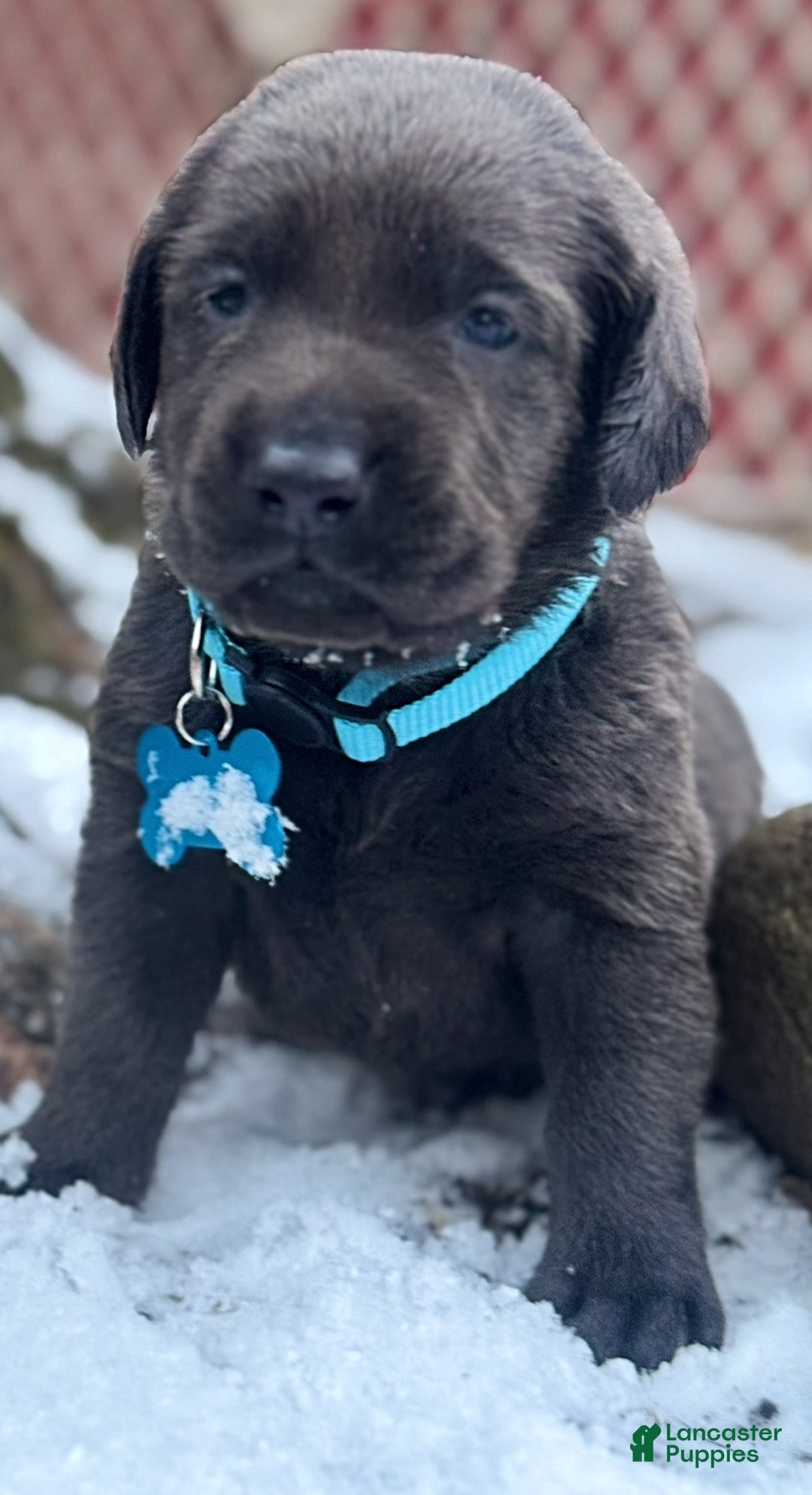 Labrador Retriever dogs for sale: Labrador Retriever Puppy 1 - Ad 14