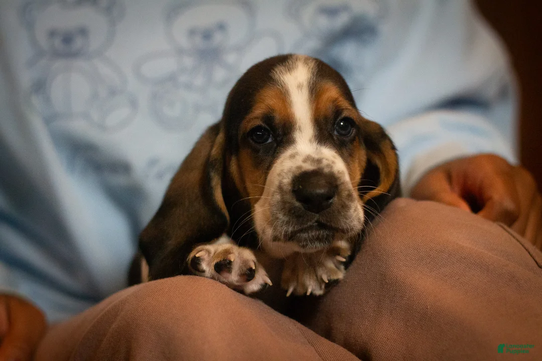 Basset Hound dogs for sale: Henry - Ad 6