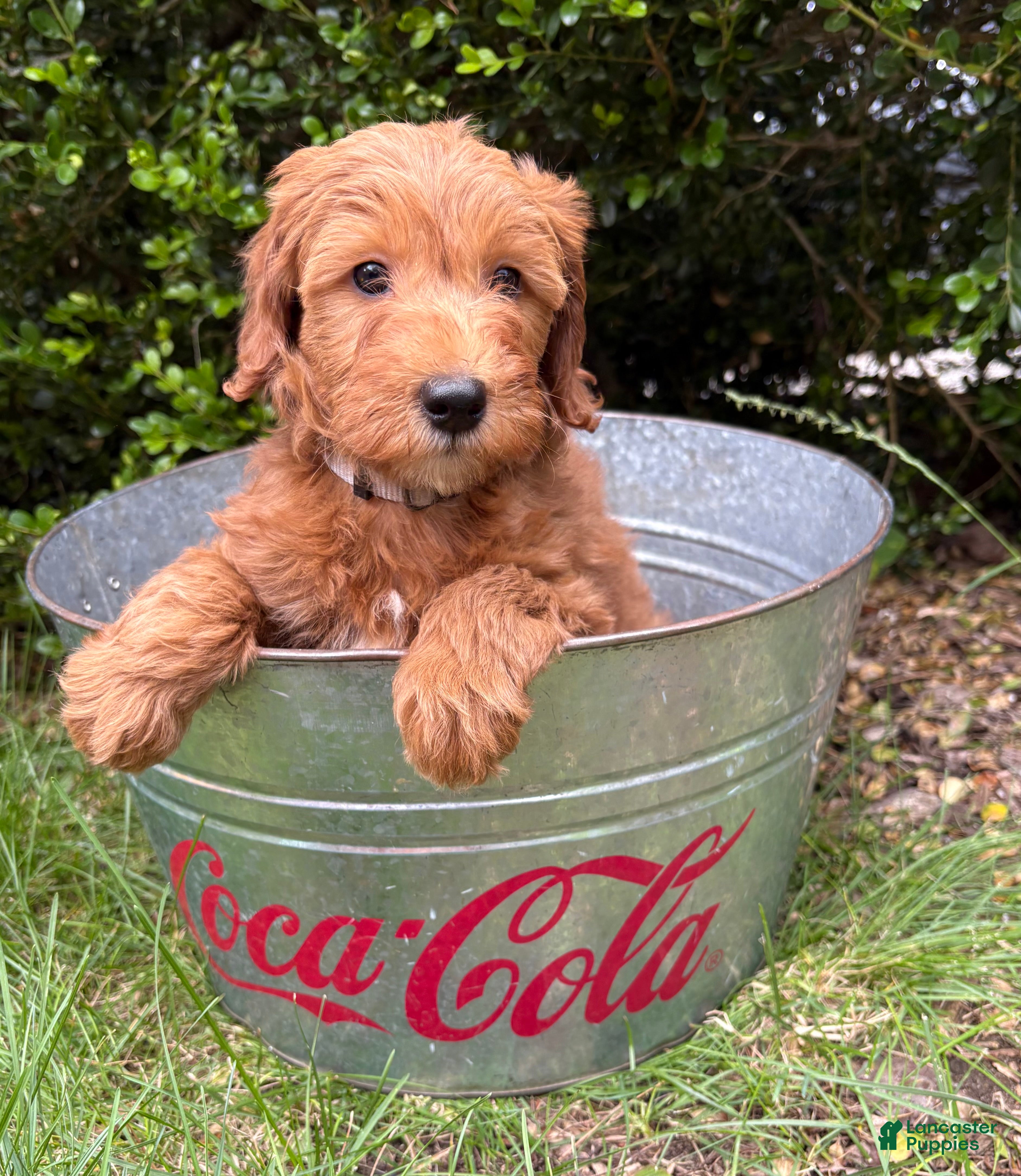 Goldendoodle dogs Athena - Ad 2