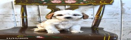 Cavapoo dogs for sale: Romeo - Ad 3