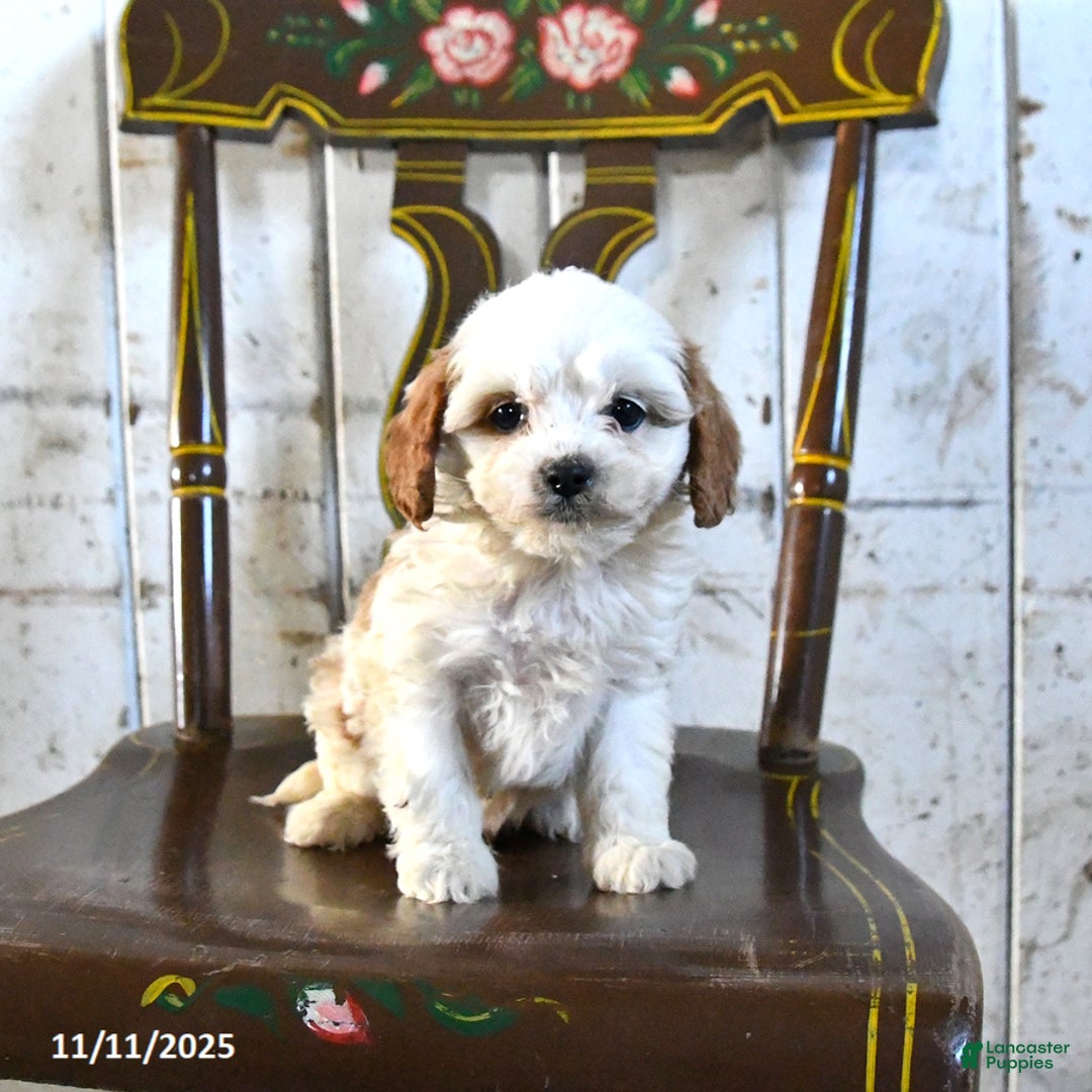 Cavapoo dogs for sale: Romeo - Ad 3