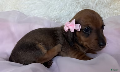 Miniature Dachshund dogs Ivy - Ad 2