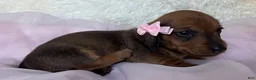 Miniature Dachshund dogs for sale: Ivy - Ad 2