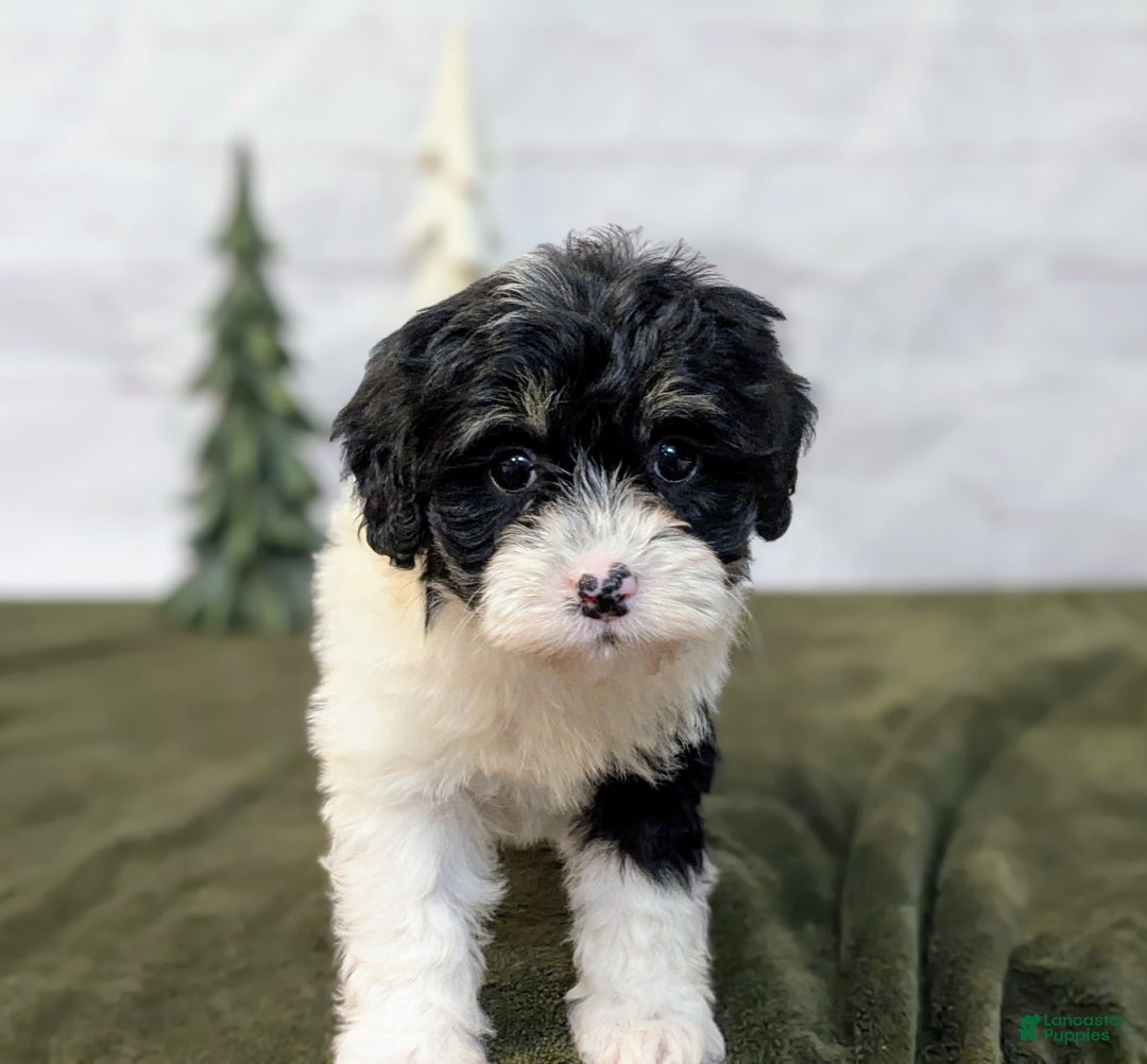 Bernedoodle dogs for sale: Twinkle - Ad 5