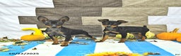 Miniature Pinscher dogs for sale: Trent - Ad 5