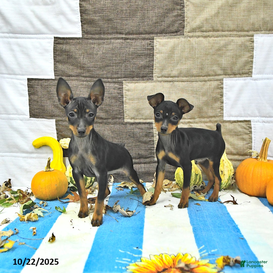 Miniature Pinscher dogs for sale: Trent - Ad 5
