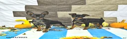 Miniature Pinscher dogs for sale: Trent - Ad 5