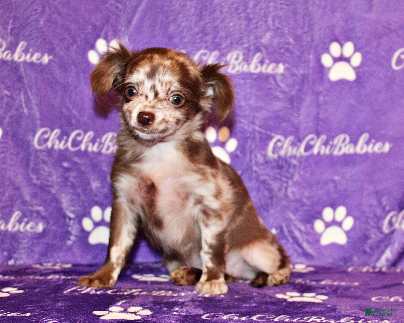 Chihuahua dogs Wilhelmina - Ad 16