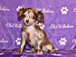 Chihuahua dogs Wilhelmina - Ad 16
