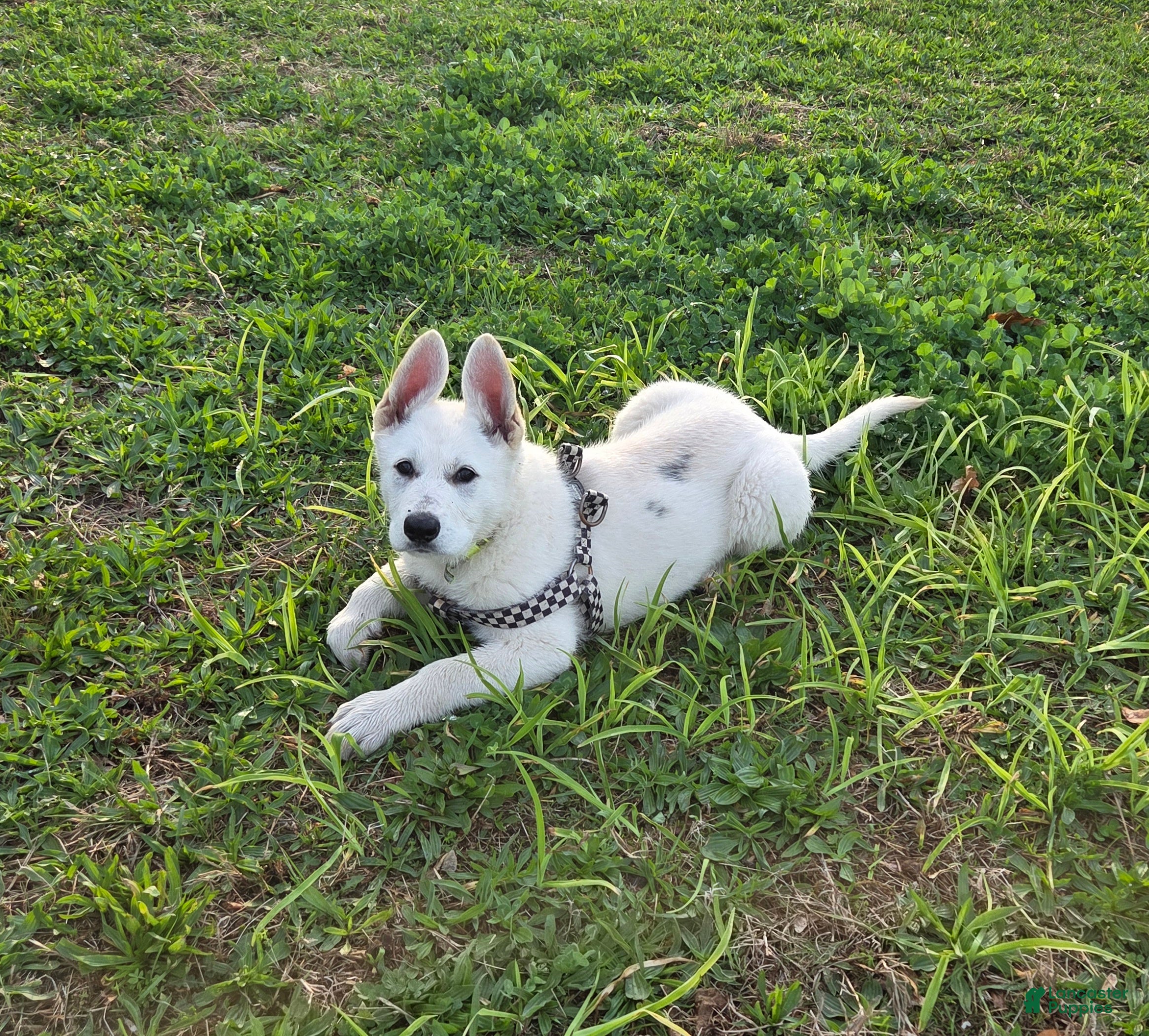 German Shepherd dogs Anna - Ad 1