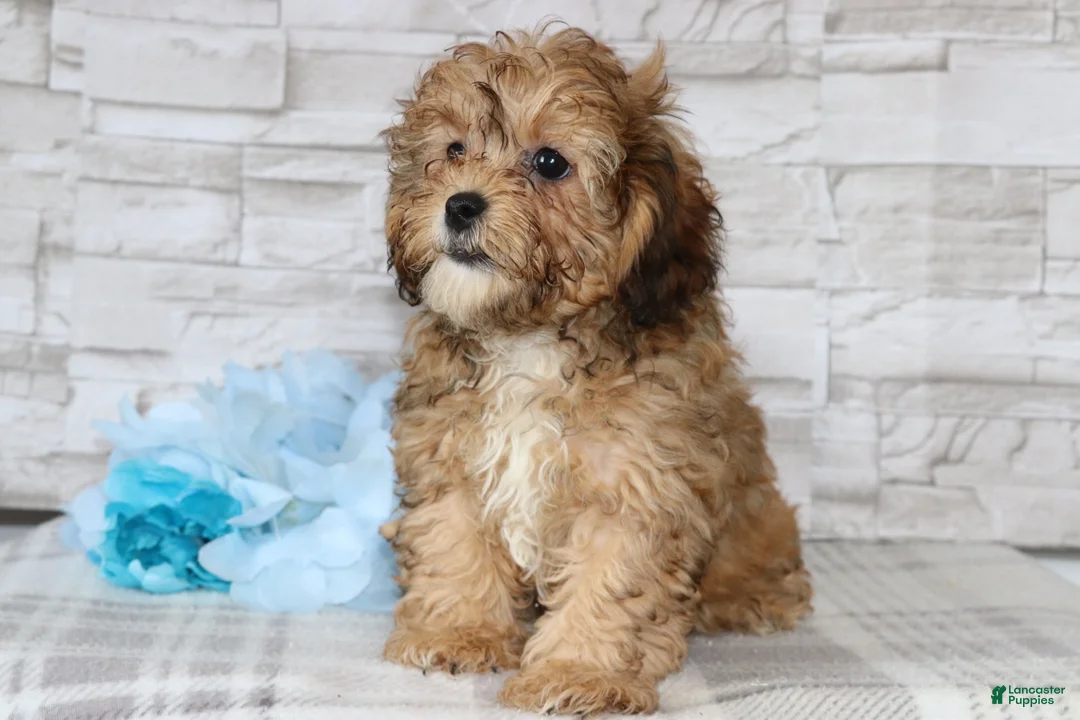 Shihpoo dogs for sale: Alexander - Ad 4
