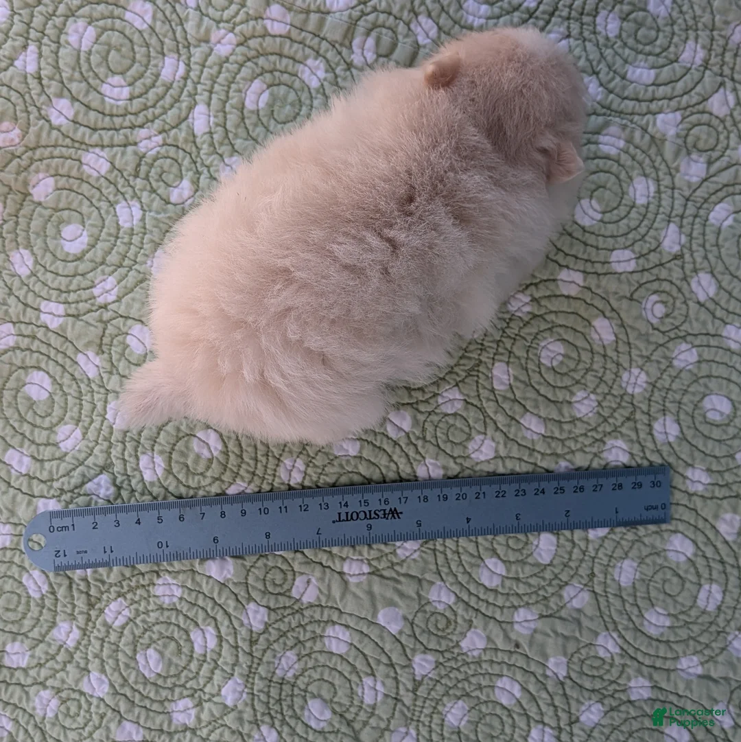 Pomeranian dogs for sale: Trinket - Ad 11