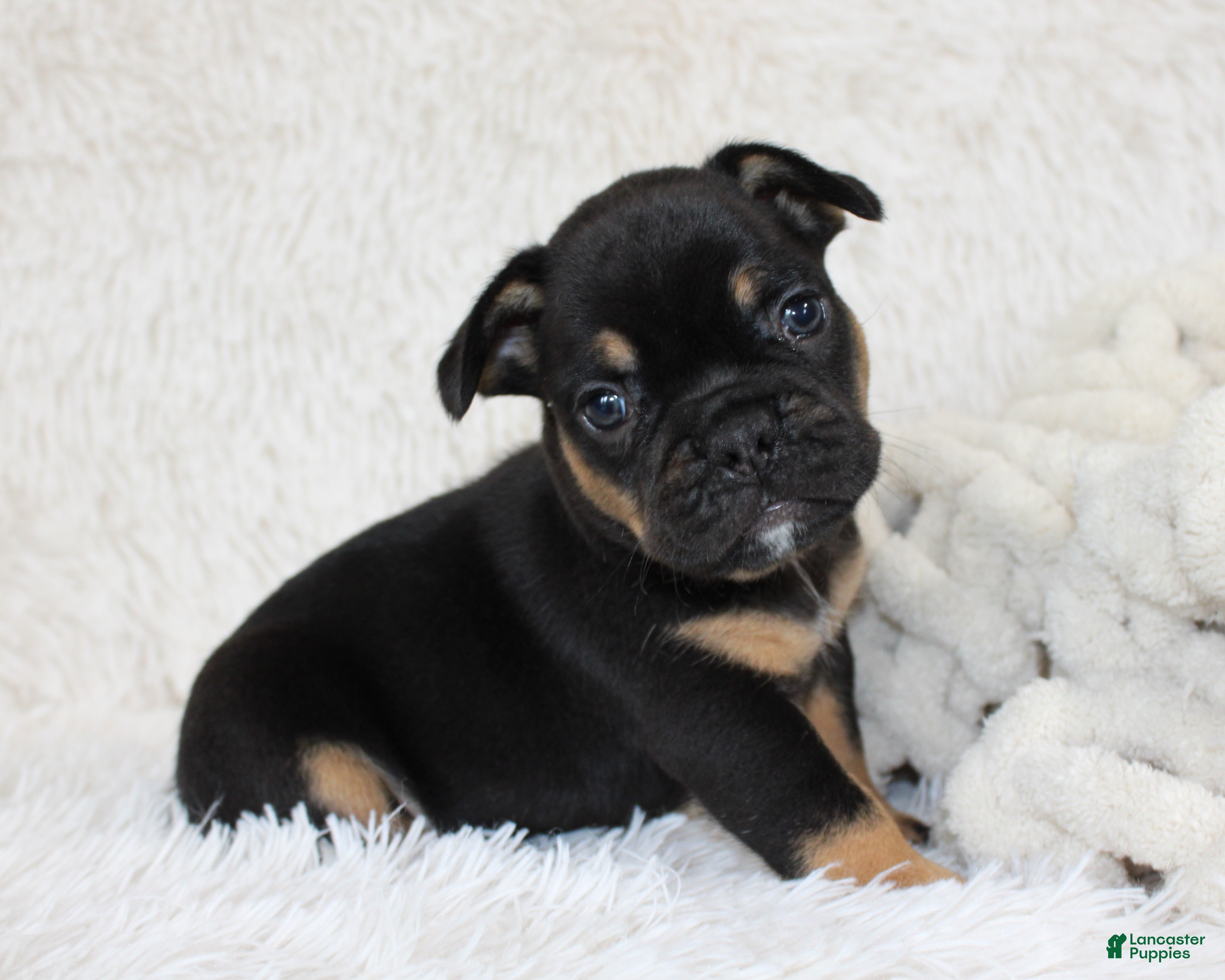 French Bulldog dogs Joey - Ad 1
