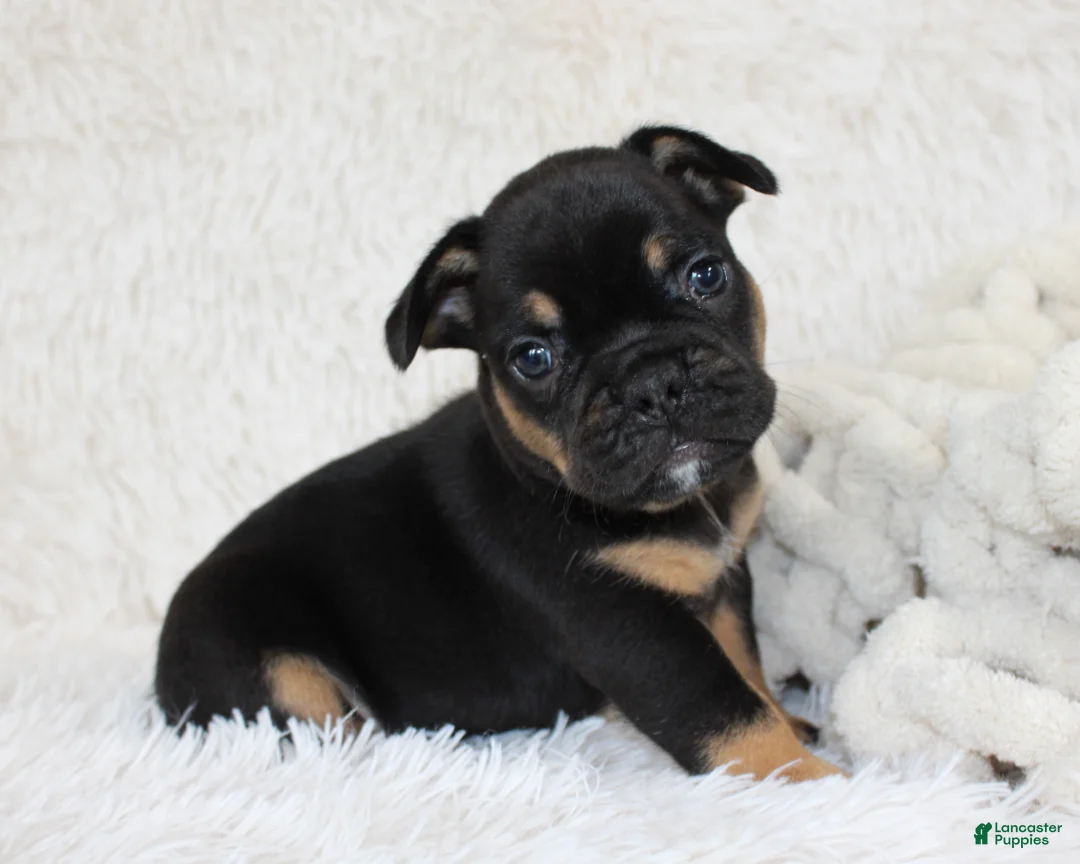 French Bulldog dogs for sale: Joey - Ad 1