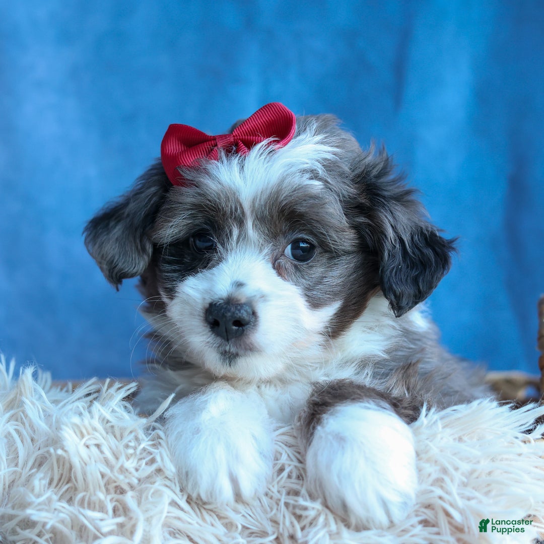 Mini Aussiedoodle dogs for sale: LEON - Ad 2