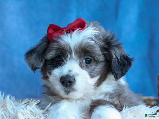 Mini Aussiedoodle dogs - Ad 1