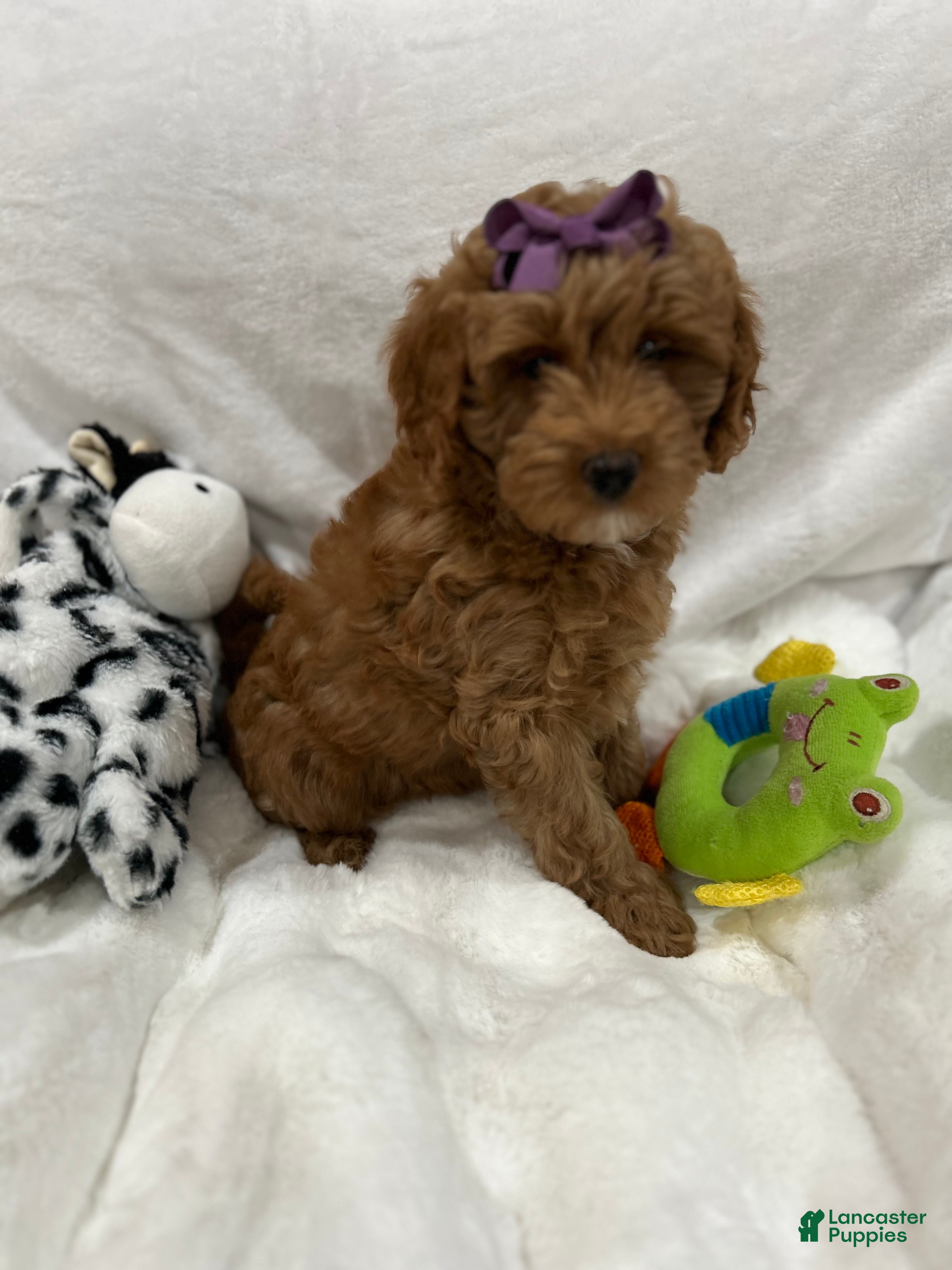 Mini Goldendoodle dogs Petite Darling Mini Goldendoodle Puppy 6 - Ad 2