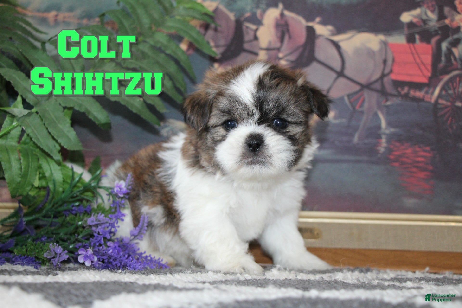 Shih Tzu dogs Colt - Ad 4