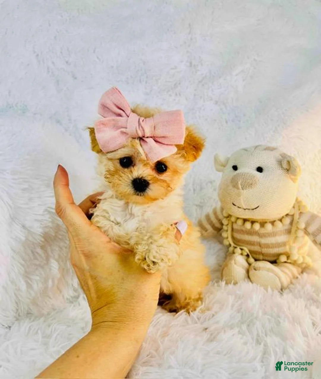 Miniature Poodle dogs for sale: Miniature Poodle Puppy 1 - Ad 2