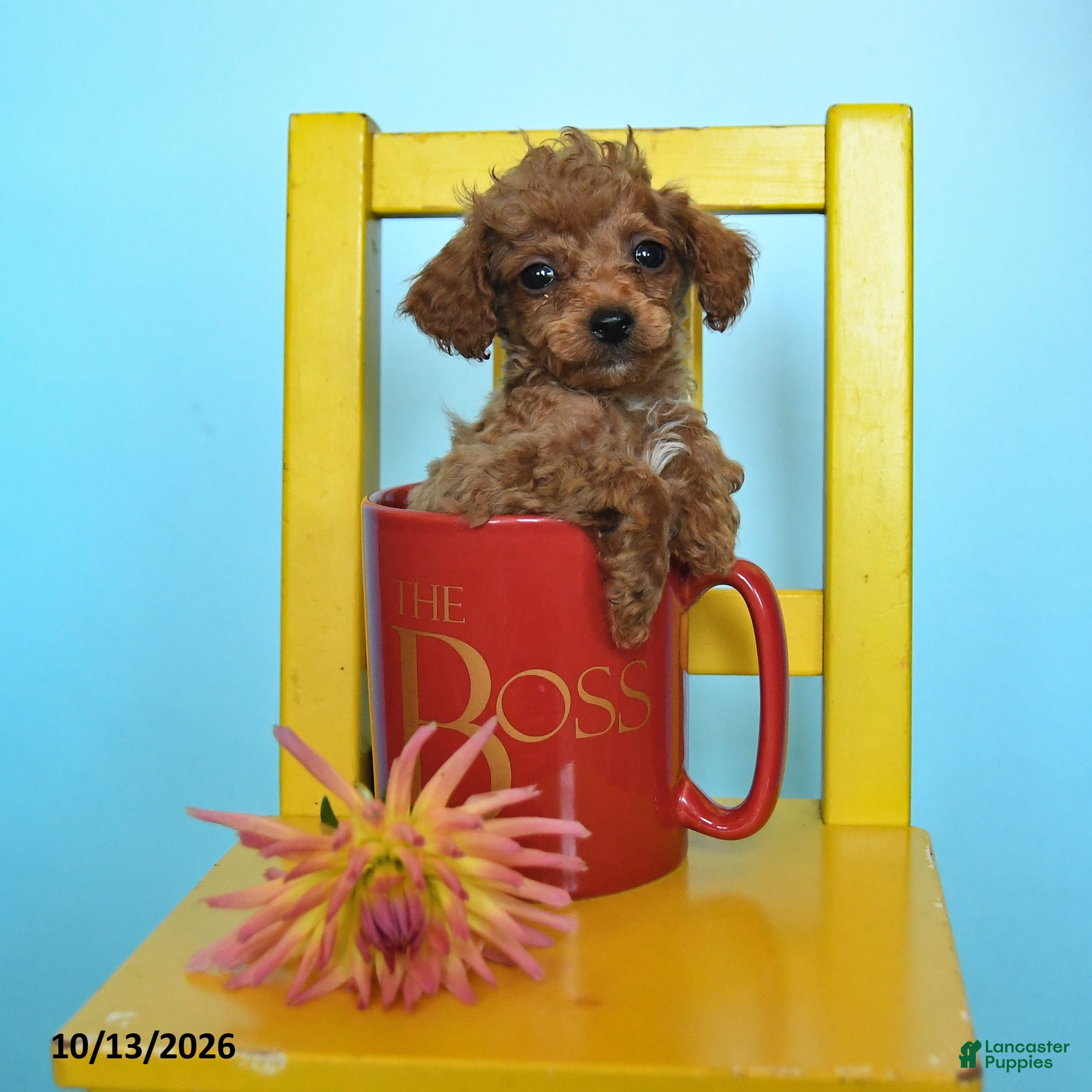 Toy Poodle dogs for sale: Jason - Ad 4