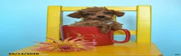 Toy Poodle dogs for sale: Jason - Ad 1
