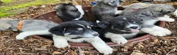Mixed Breed dogs for sale: Sneezy - Ad 3