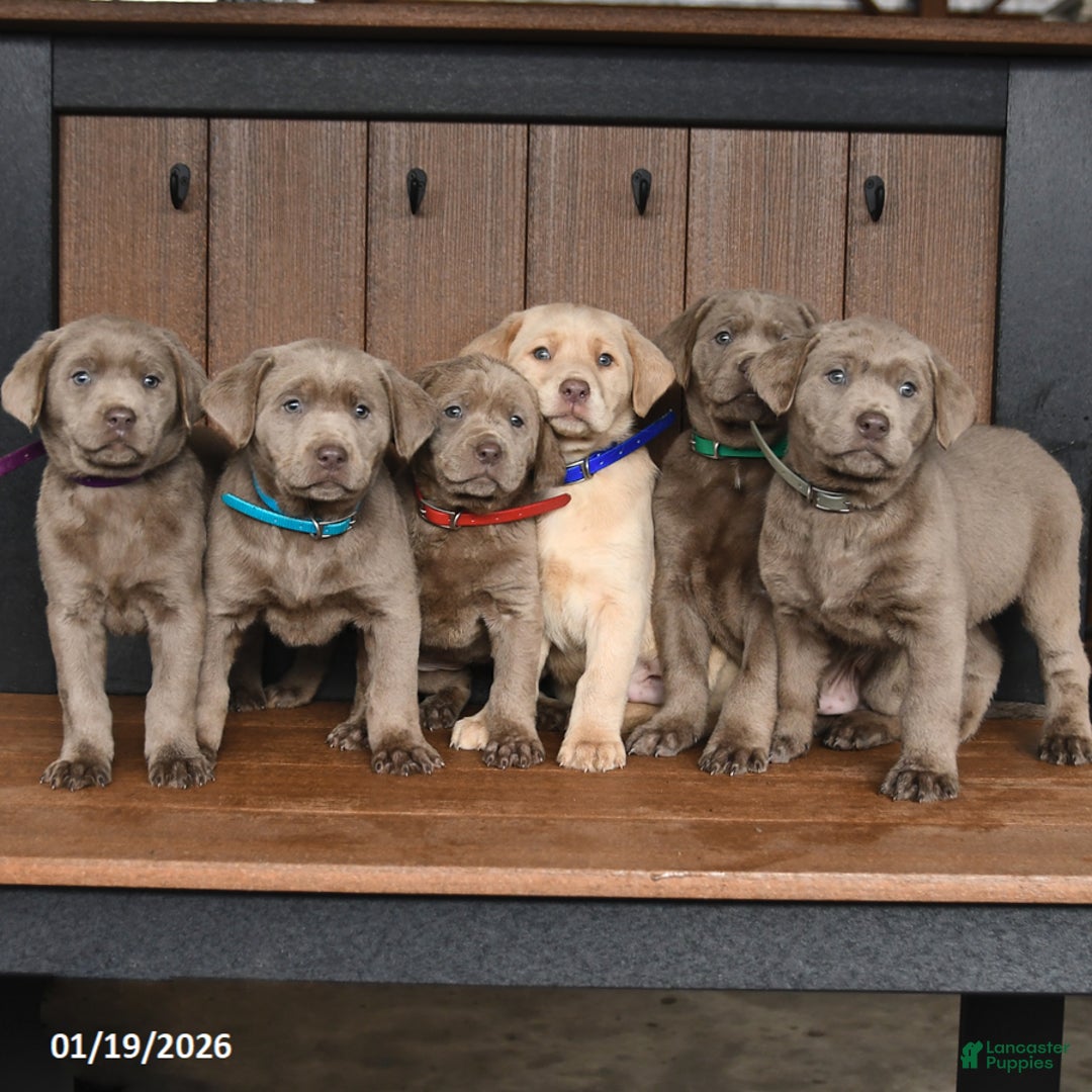 Labrador Retriever dogs for sale: Wags - Ad 5