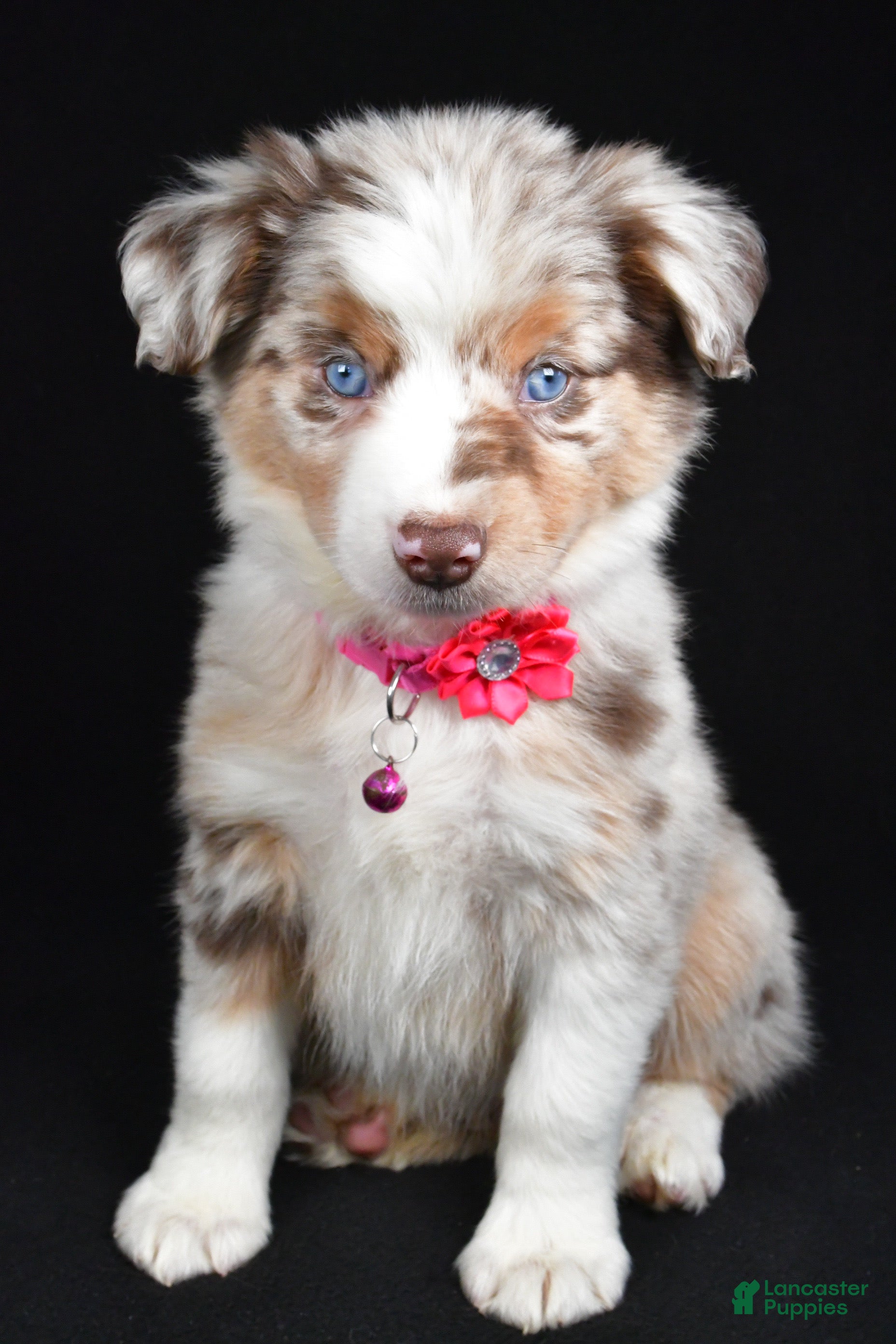 Miniature Australian Shepherd dogs Olivia - Ad 11