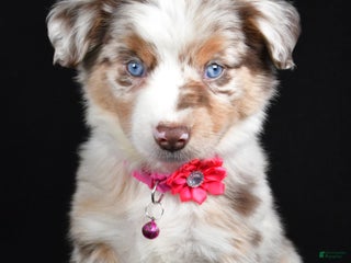 Miniature Australian Shepherd dogs Olivia - Ad 4