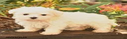 Maltese dogs for sale: Russel - Ad 3