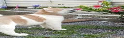 Akita dogs for sale: Willow - Ad 5