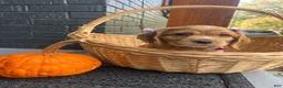 Cocker Spaniel dogs for sale: Boo 🎃🤎 - Ad 3