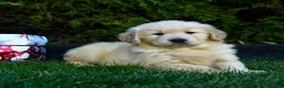 Golden Retriever dogs for sale: Everest - Ad 4