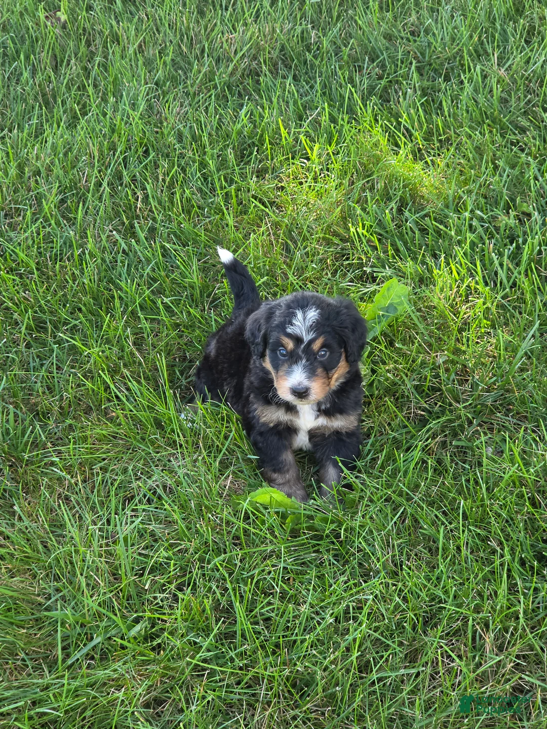 Bernedoodle dogs for sale: Lola - Ad 1