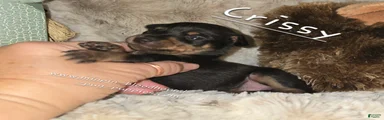 Crissy black tan