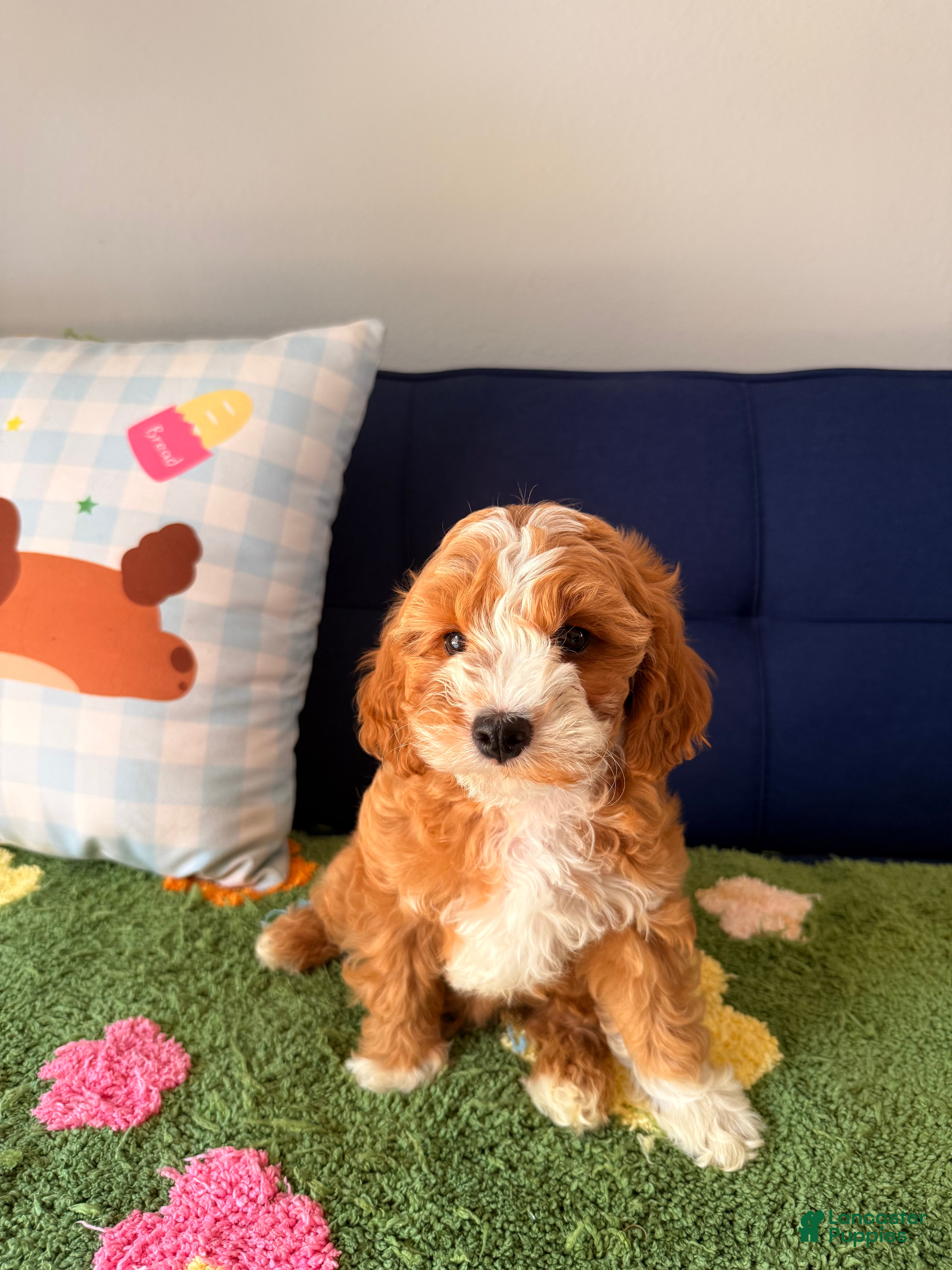 Cavapoo dogs bubby - Ad 2